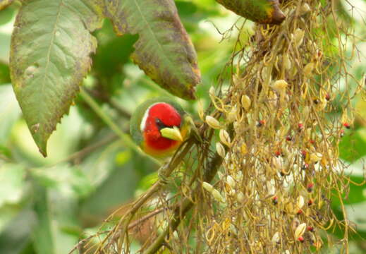 Image of Red-headed Barbet