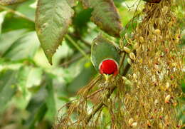 Image of Red-headed Barbet