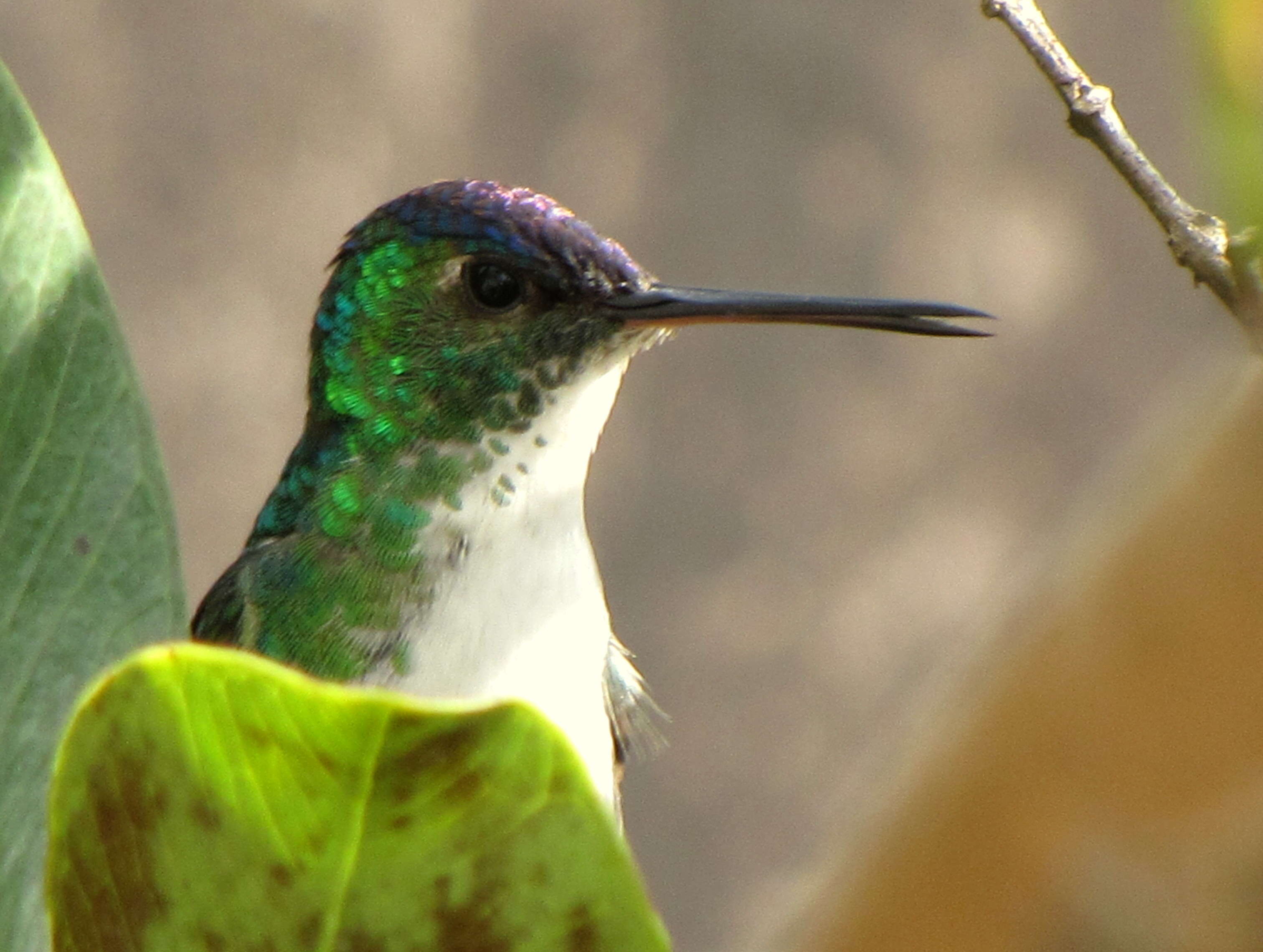 Image of Amazilia franciae