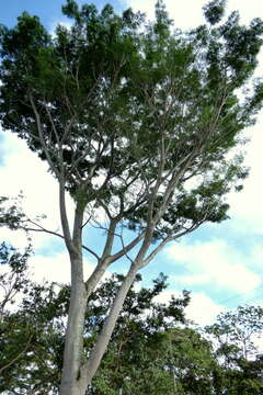 Plancia ëd Jacaranda caucana Pittier