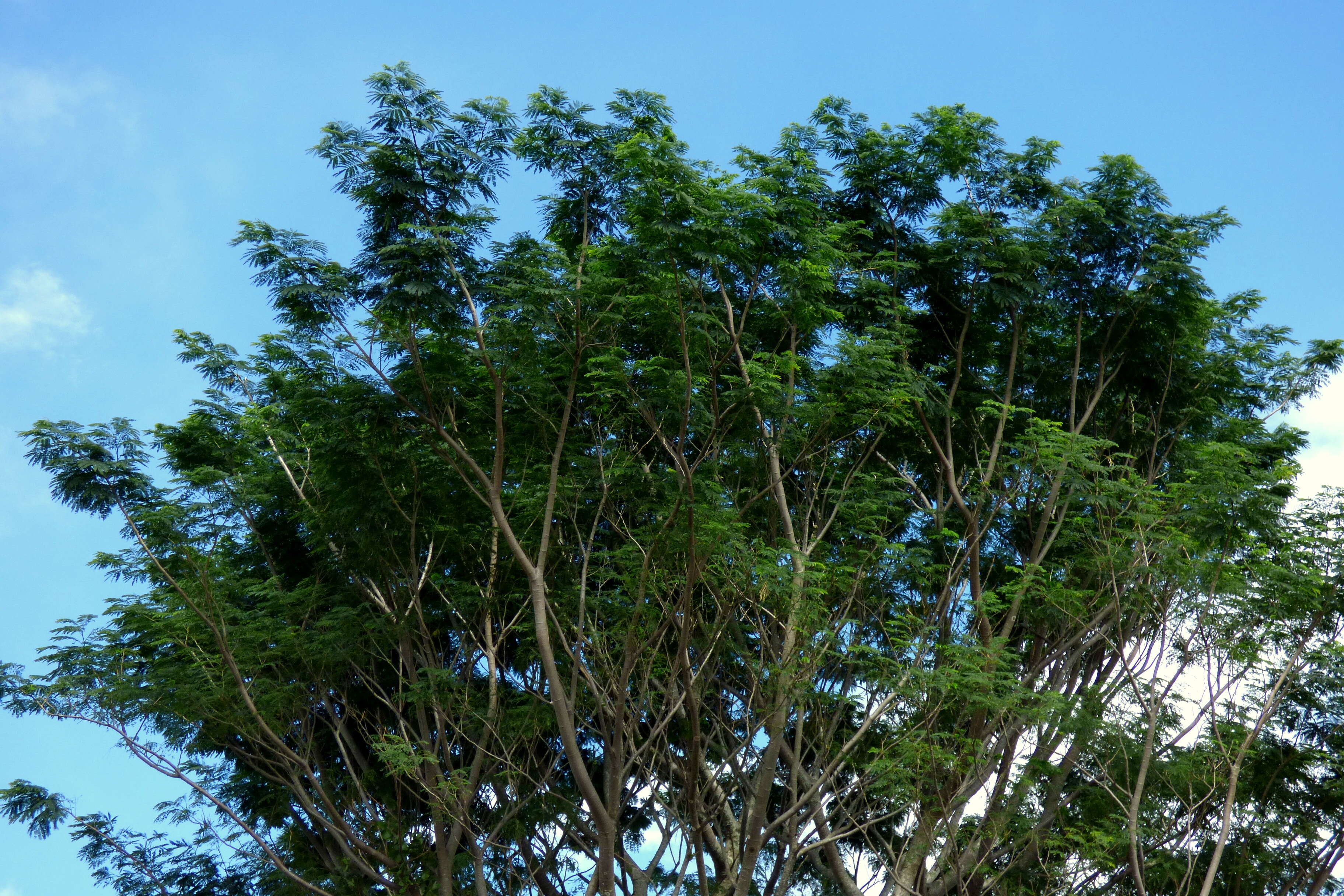 Plancia ëd Jacaranda caucana Pittier