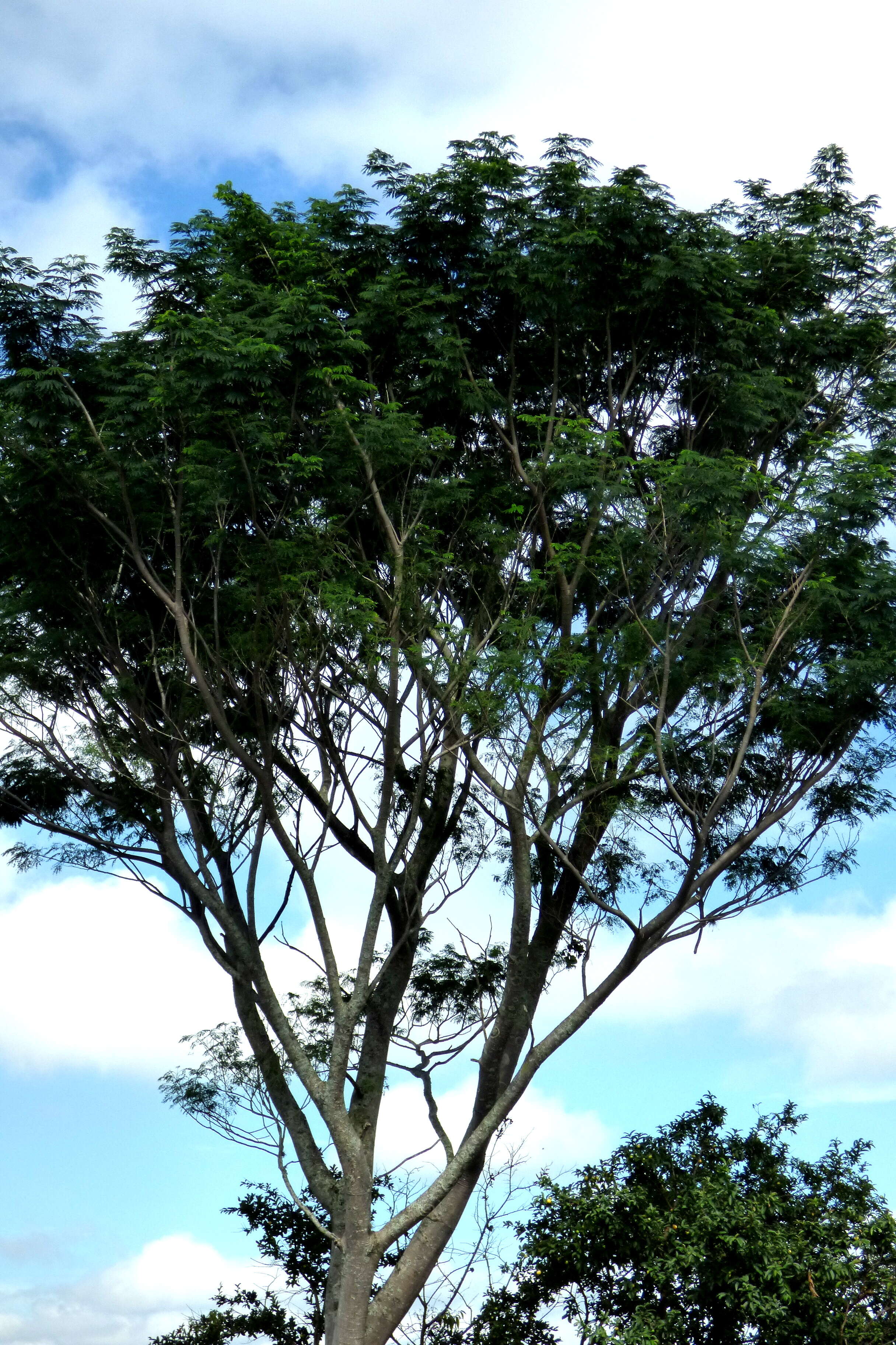 Plancia ëd Jacaranda caucana Pittier