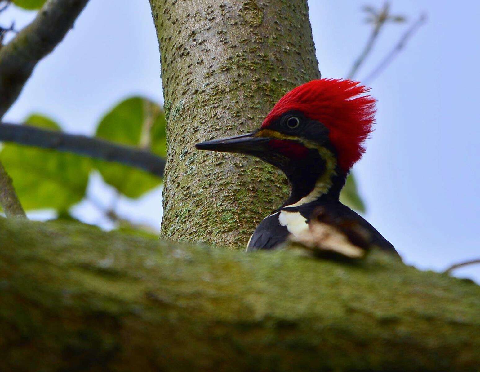 Imagem de Pica-pau-de-banda-branca