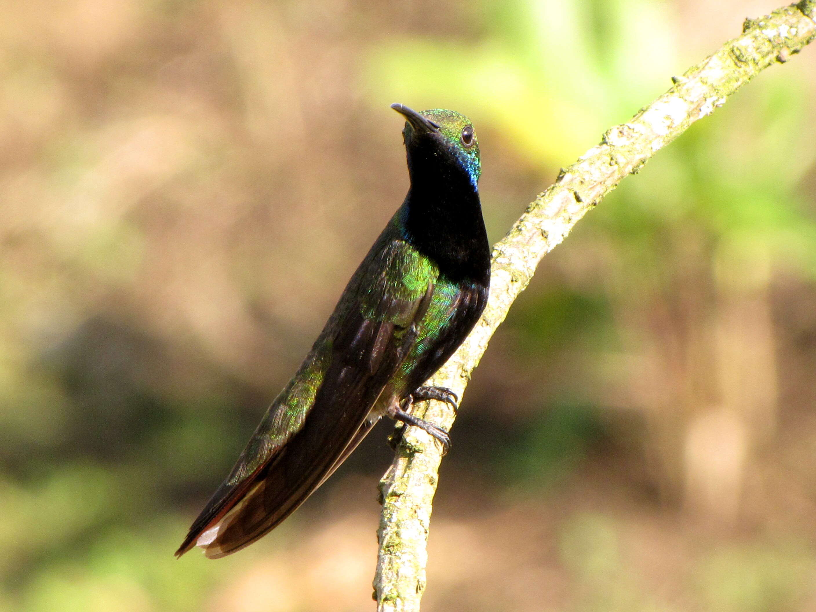 Plancia ëd Anthracothorax nigricollis (Vieillot 1817)