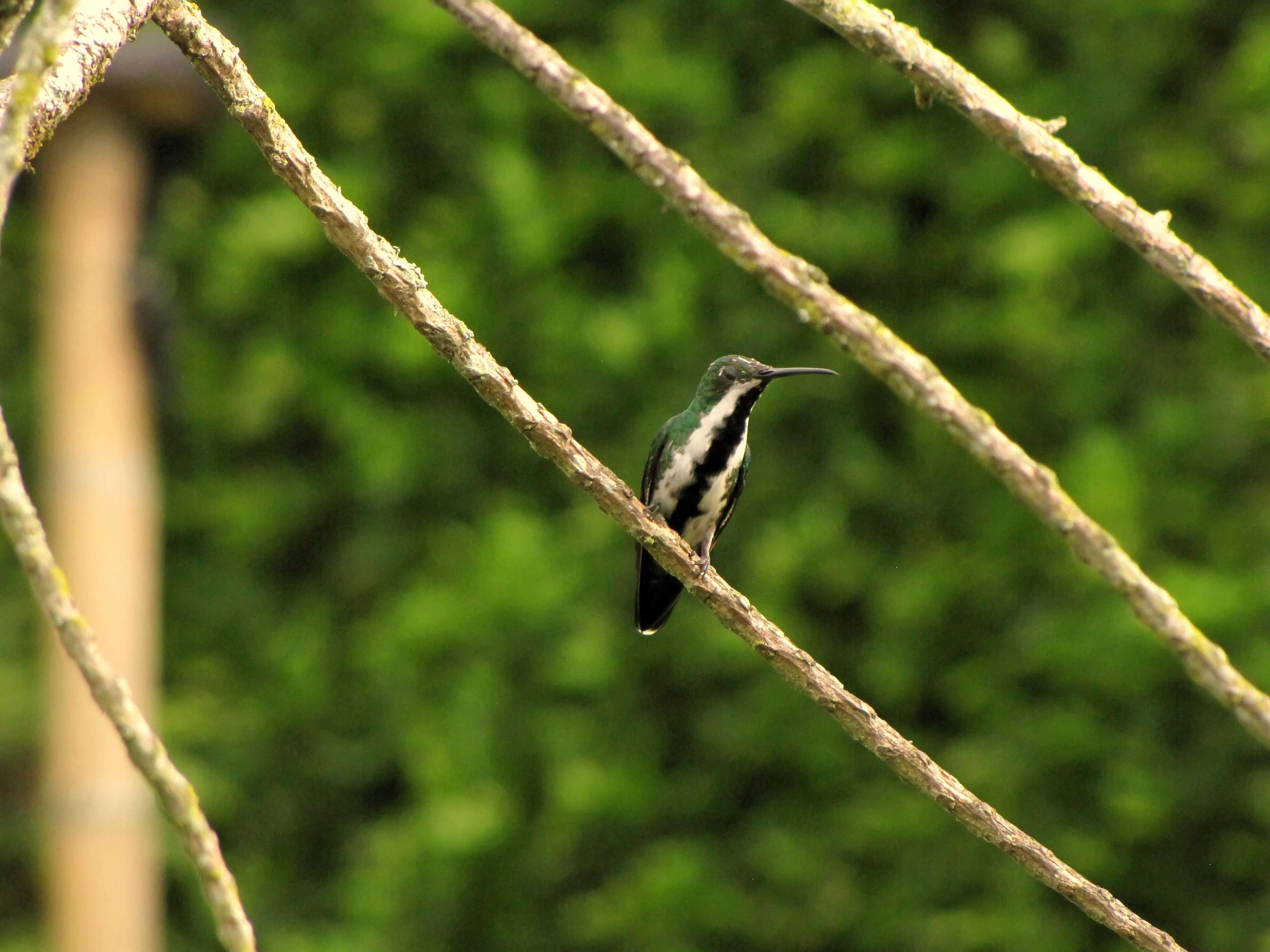 Image of Black-throated Mango