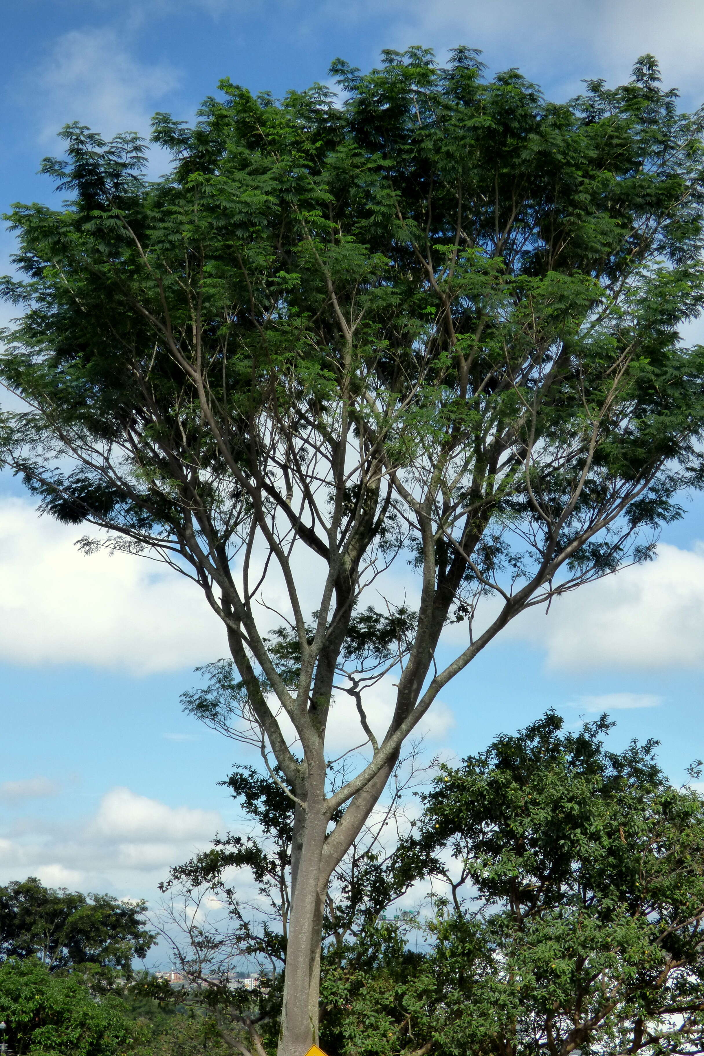 Plancia ëd Jacaranda caucana Pittier