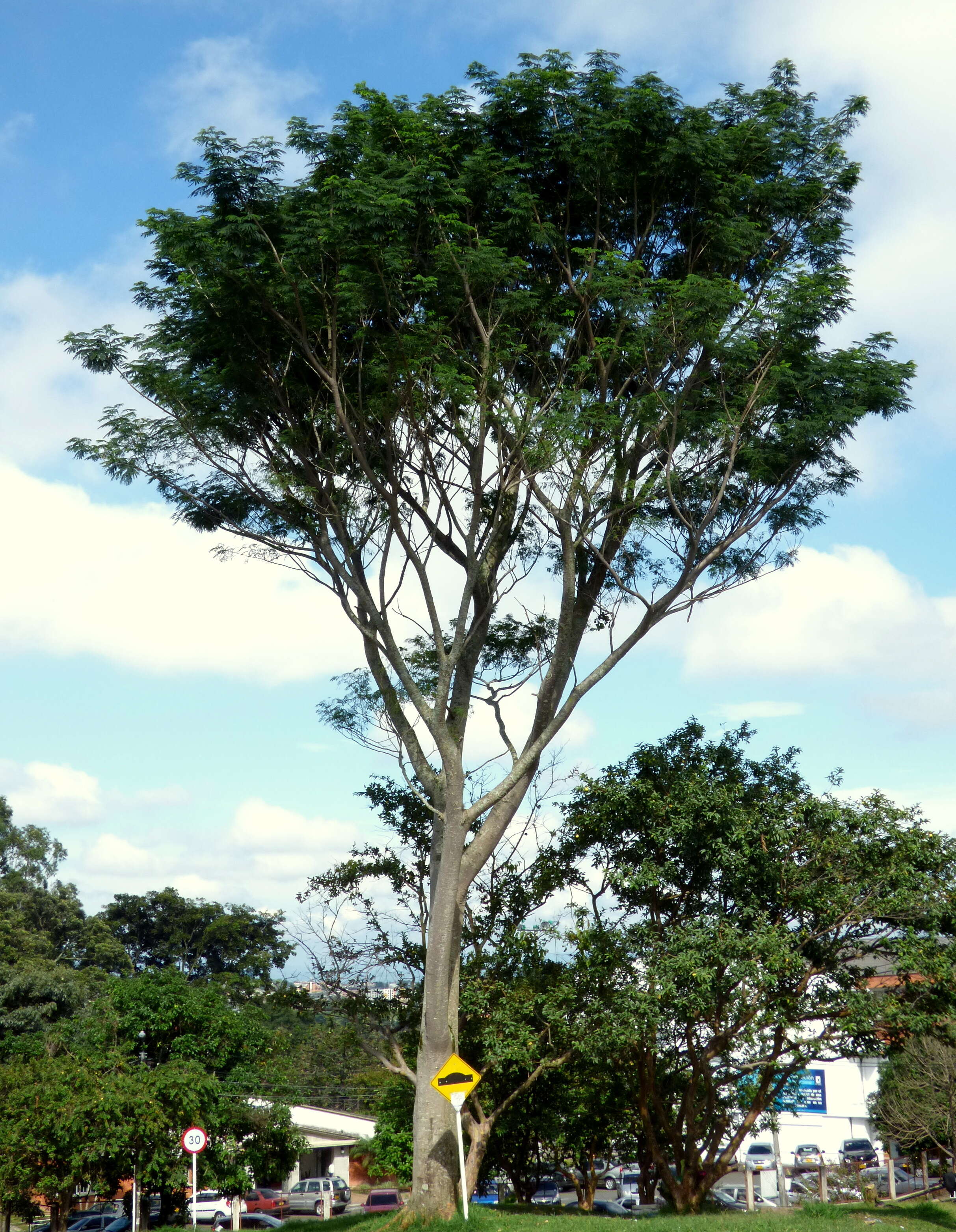 Plancia ëd Jacaranda caucana Pittier