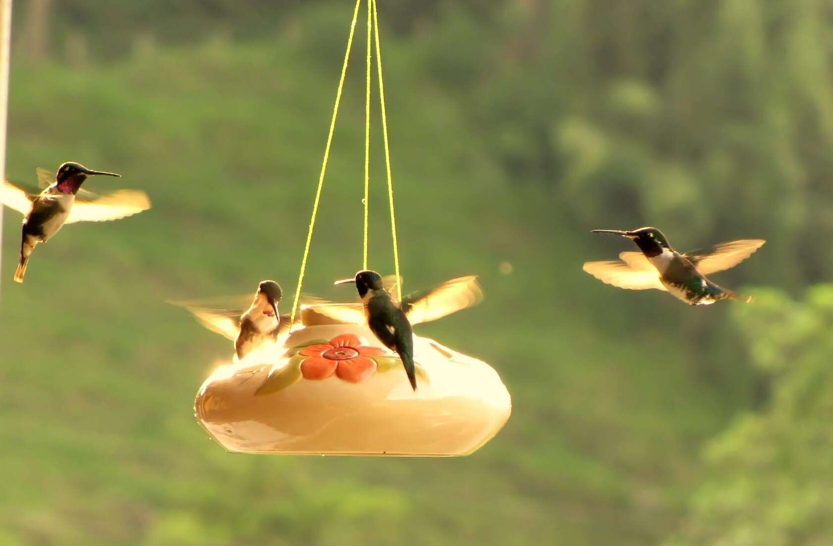 Image of White-bellied Woodstar