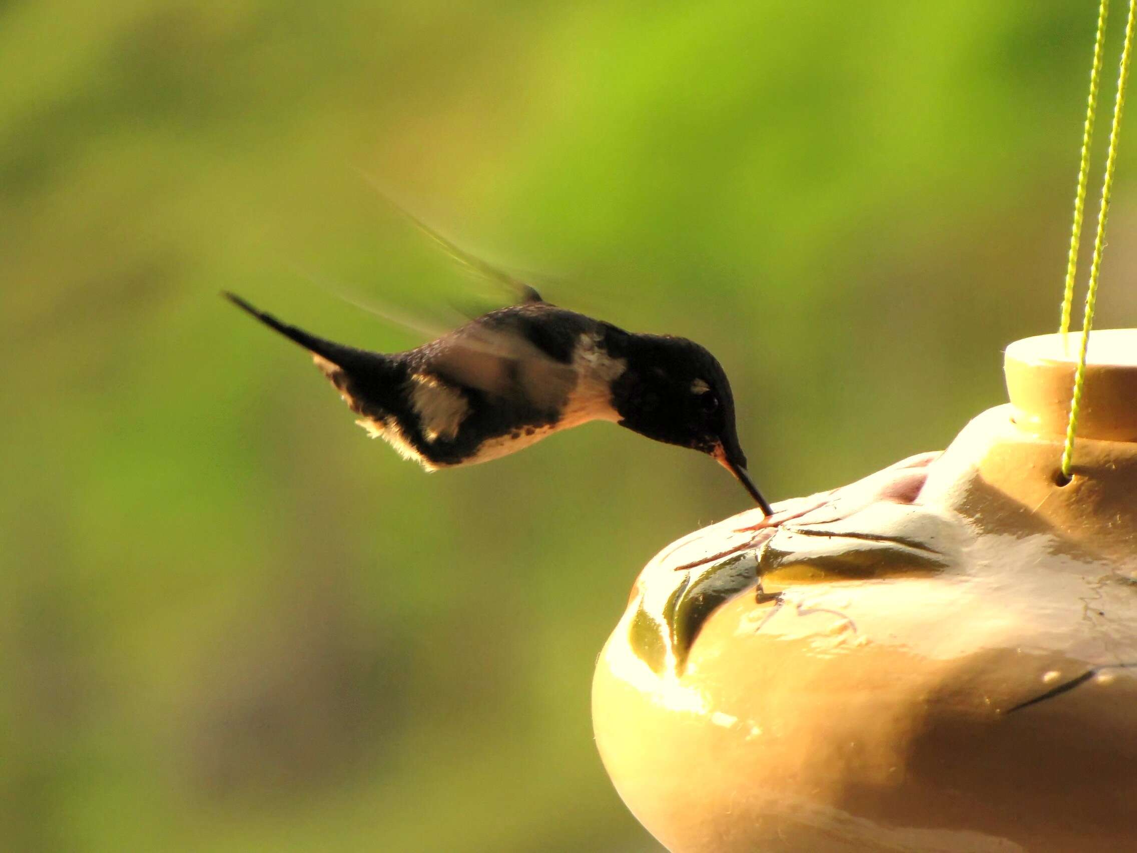 Image of White-bellied Woodstar