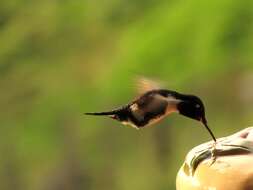 Image of White-bellied Woodstar