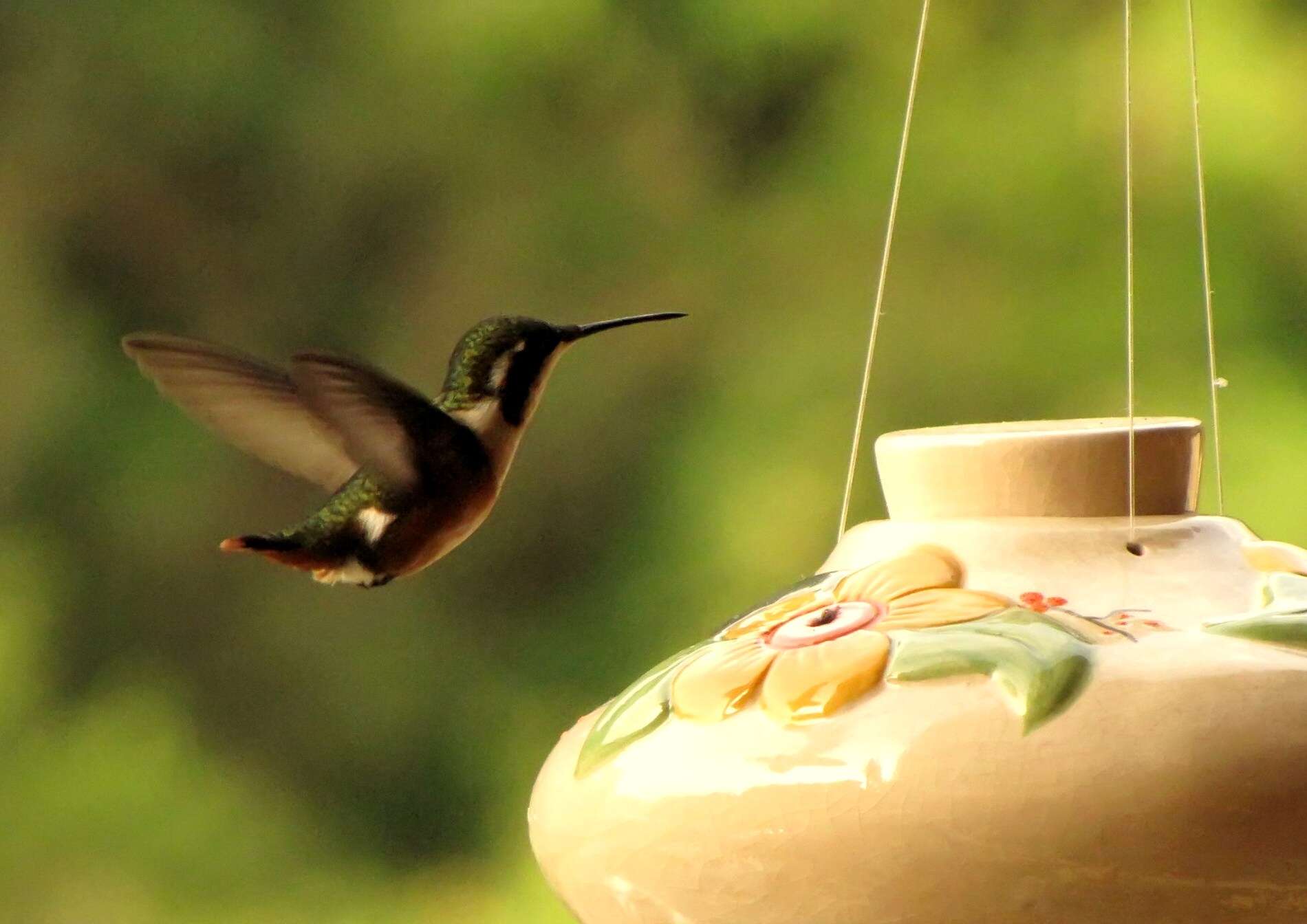 Image of White-bellied Woodstar