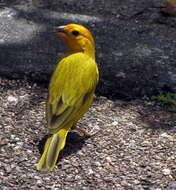 Image of Saffron Finch