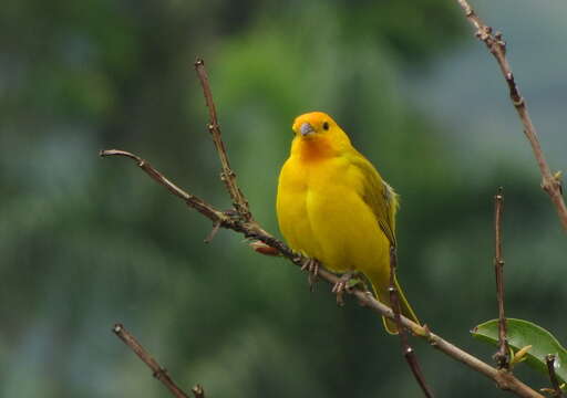 Image of Saffron Finch