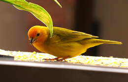 Image of Saffron Finch