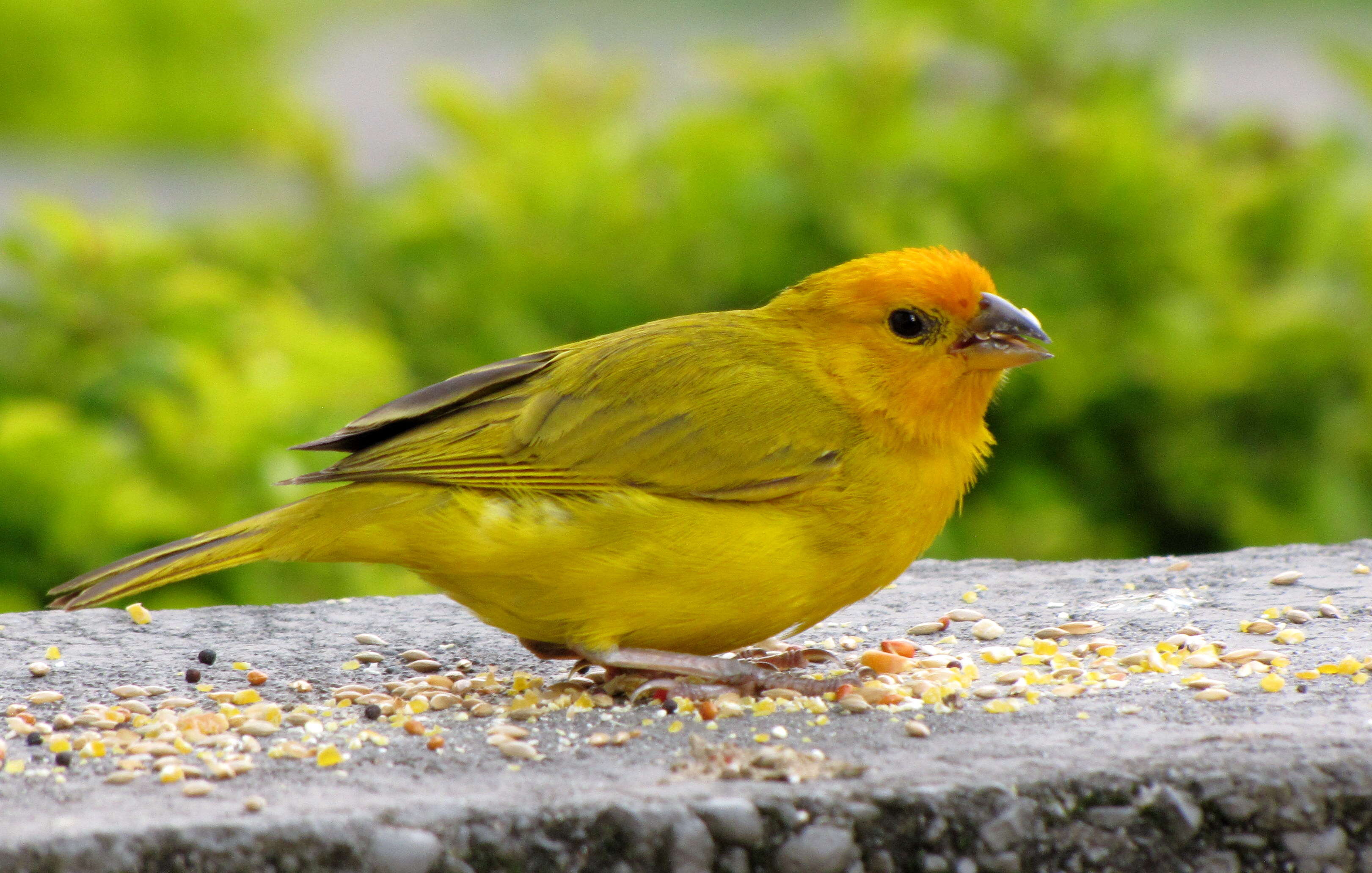 Image of Saffron Finch