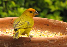 Image of Saffron Finch