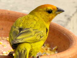 Image of Saffron Finch