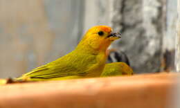 Image of Saffron Finch