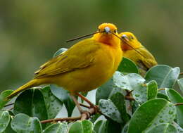 Image of Saffron Finch