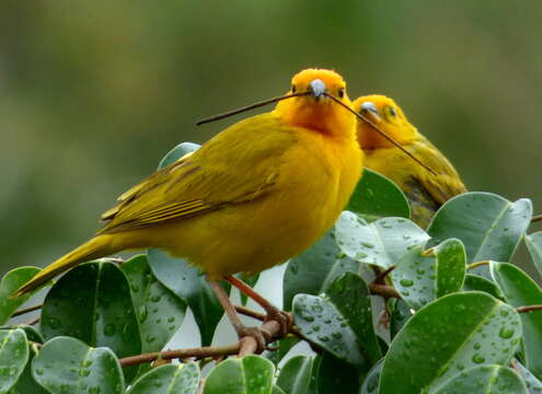 Image of Saffron Finch