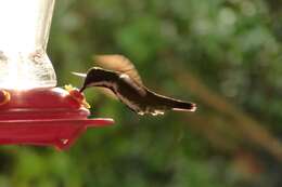 Image of Black-throated Mango