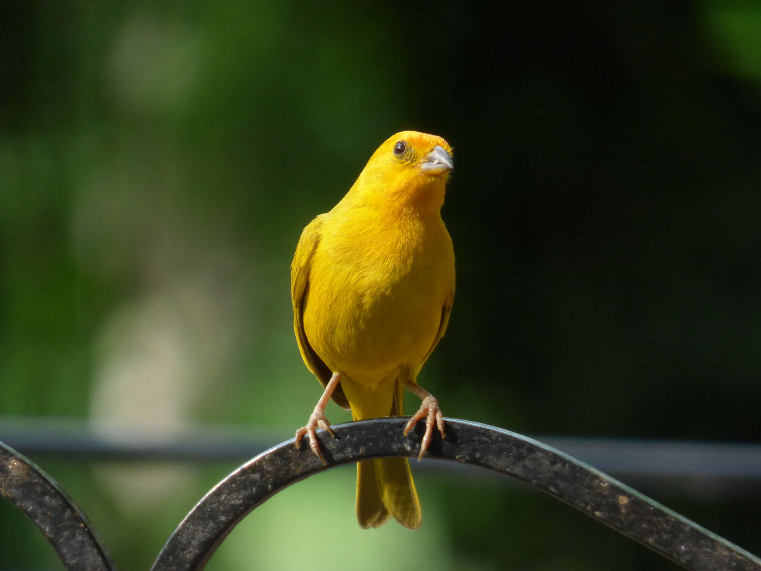 Image of Saffron Finch