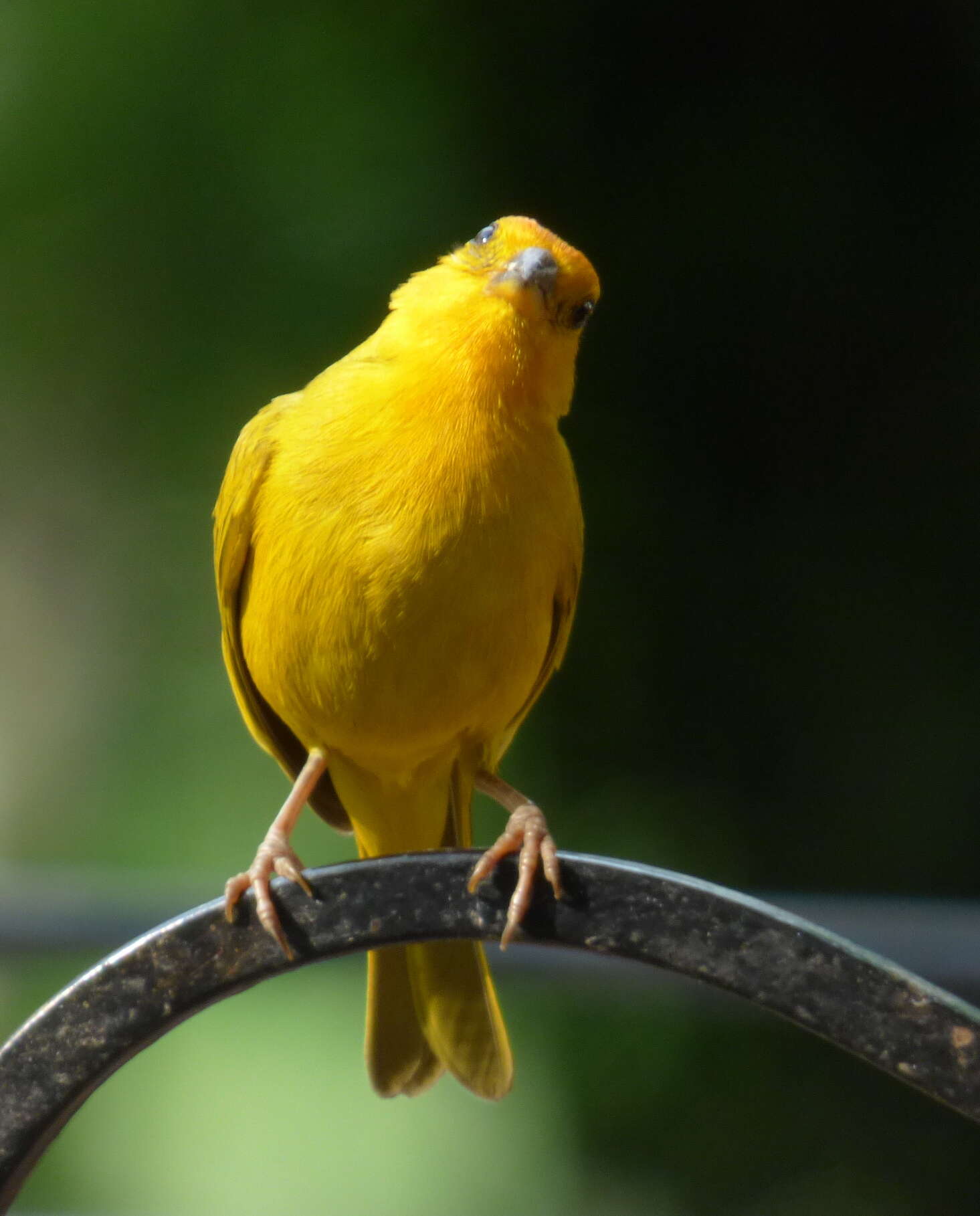 Image of Saffron Finch