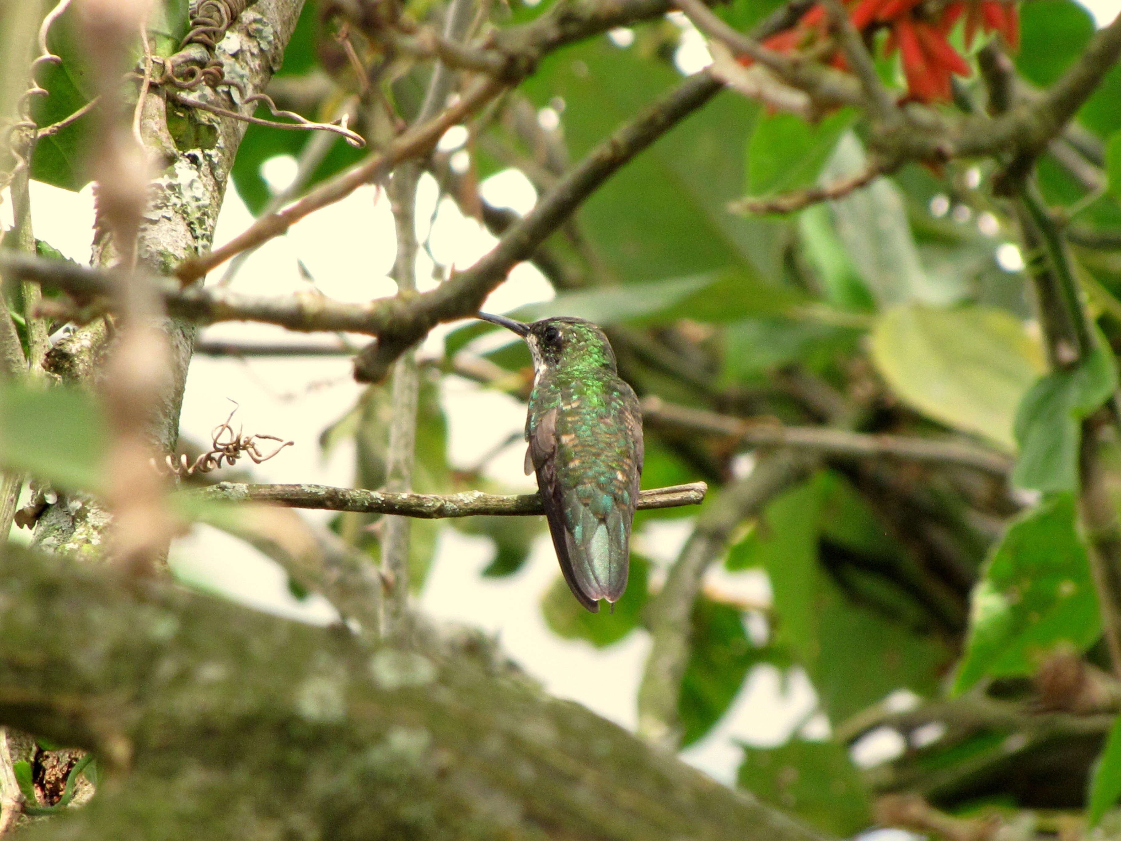 Plancia ëd Anthracothorax nigricollis (Vieillot 1817)