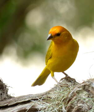 Image of Saffron Finch