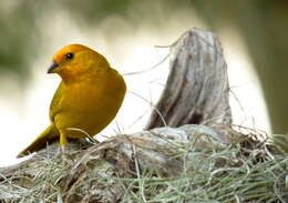 Image of Saffron Finch