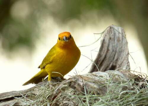 Image of Saffron Finch