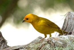 Image of Saffron Finch