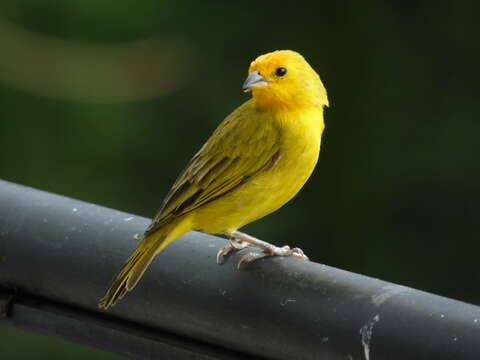 Image of Saffron Finch