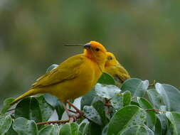 Image of Saffron Finch