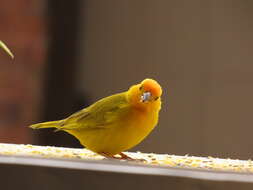 Image of Saffron Finch