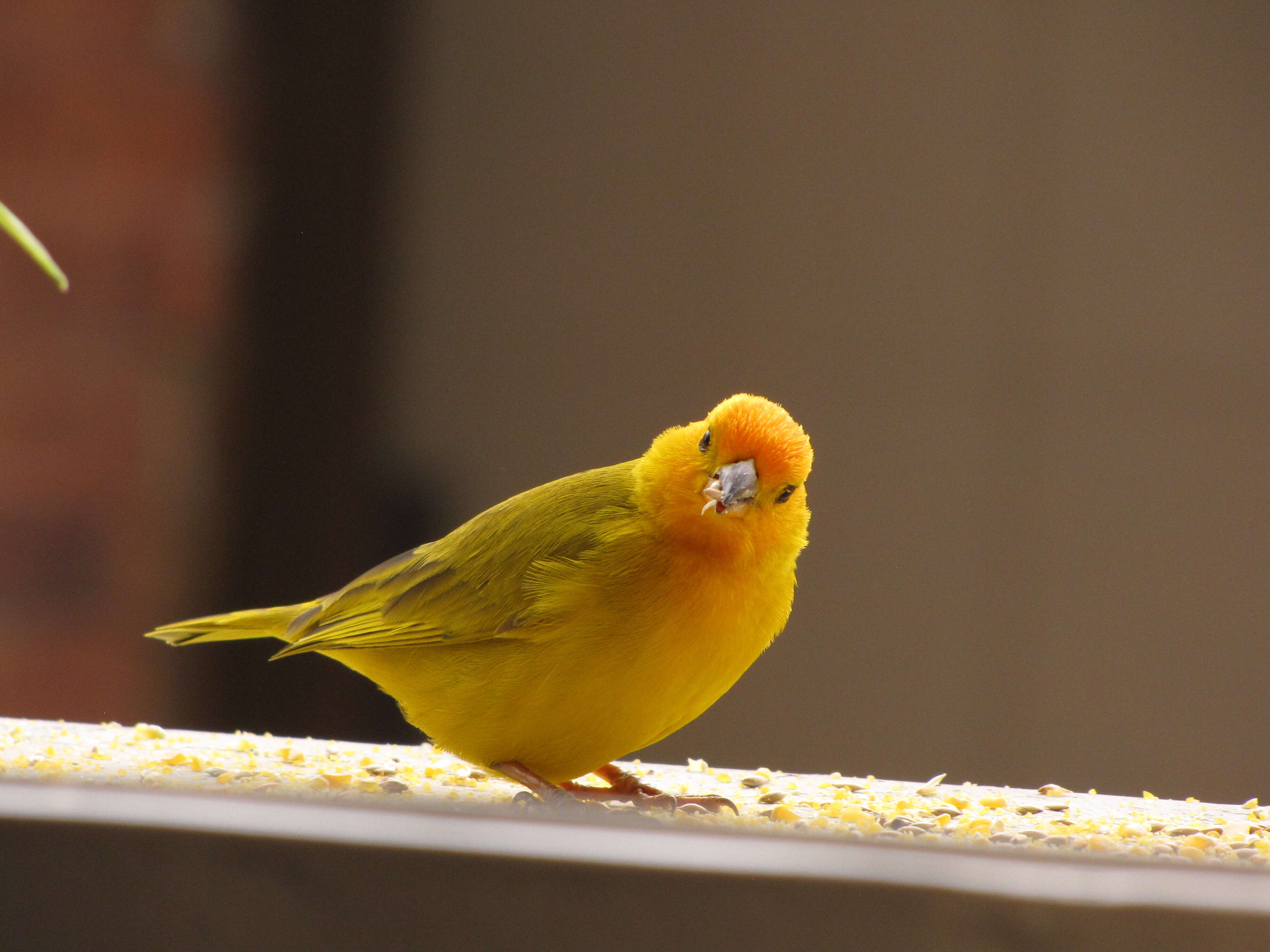 Image of Saffron Finch