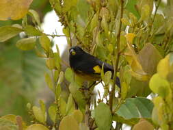 Image of Yellow-bellied Siskin