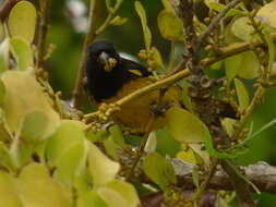 Image of Yellow-bellied Siskin