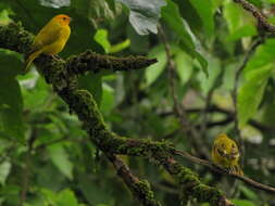 Image of Saffron Finch