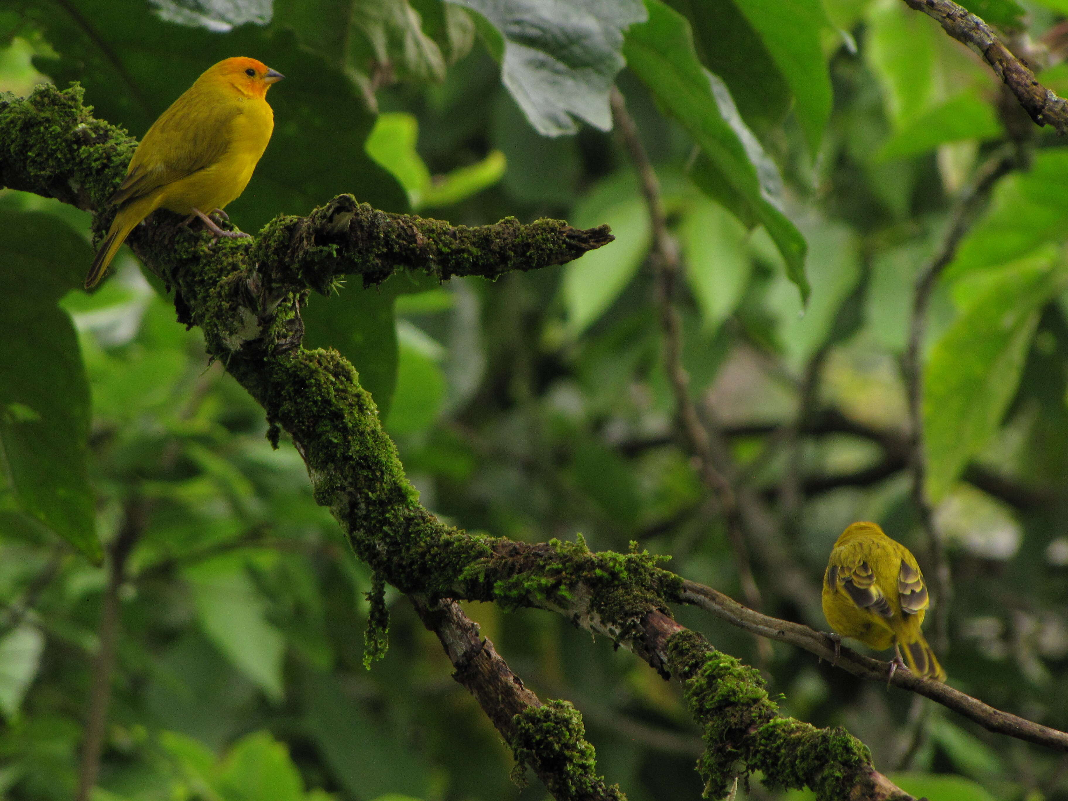 Image of Saffron Finch