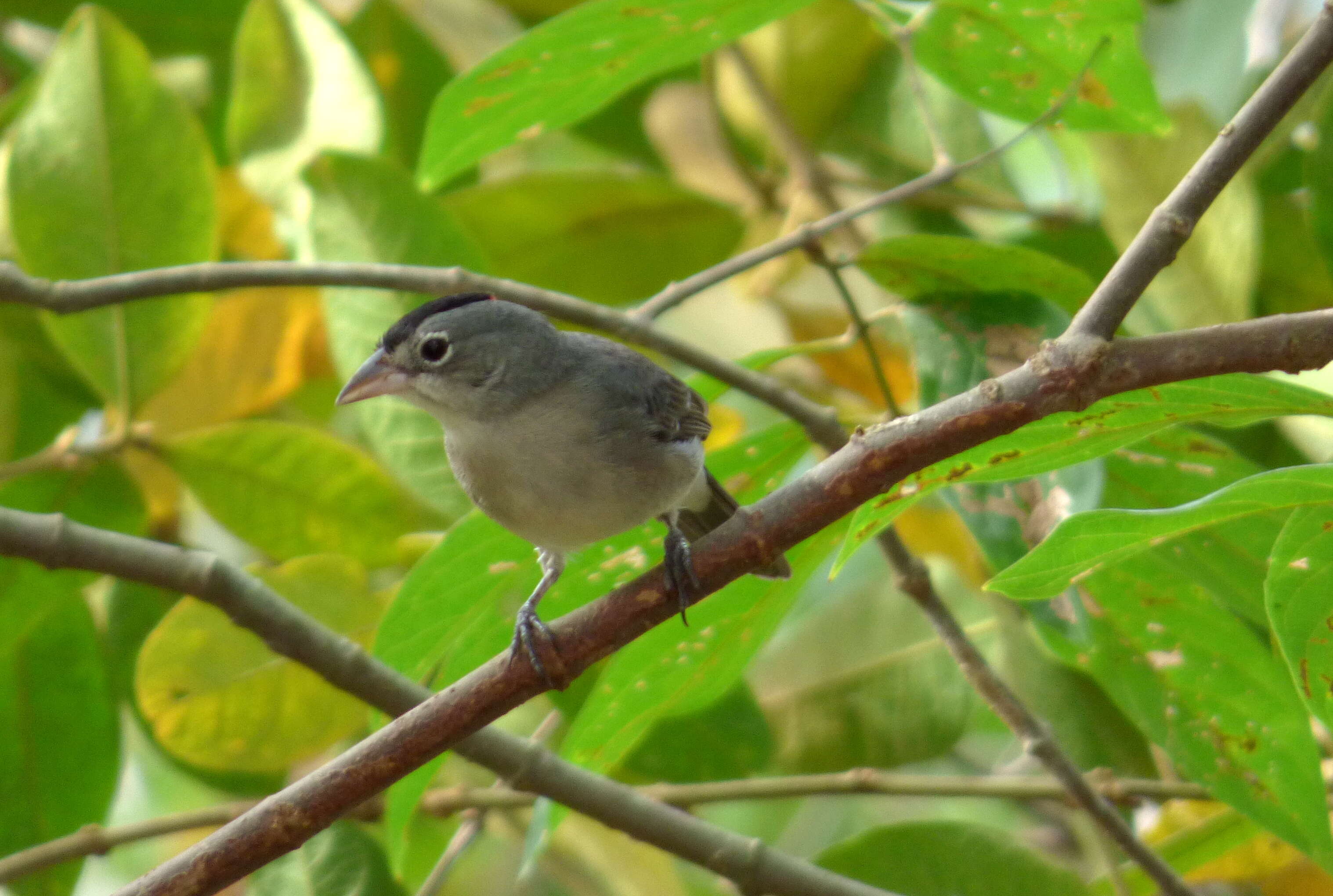 Image of Grey Pileated Finch