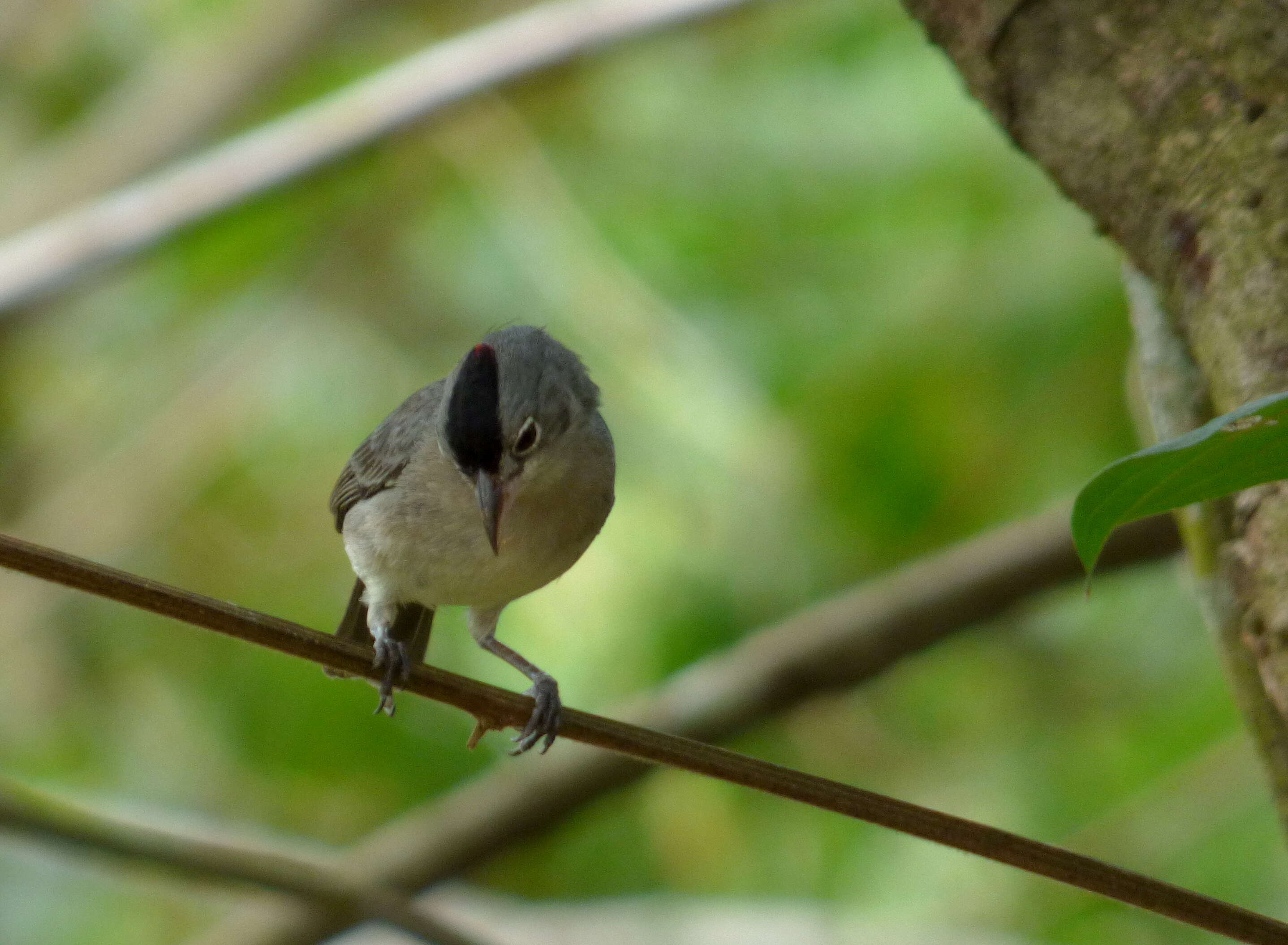 Image of Grey Pileated Finch