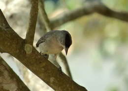 Image of Grey Pileated Finch