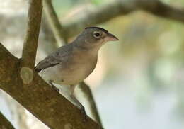 Image of Grey Pileated Finch