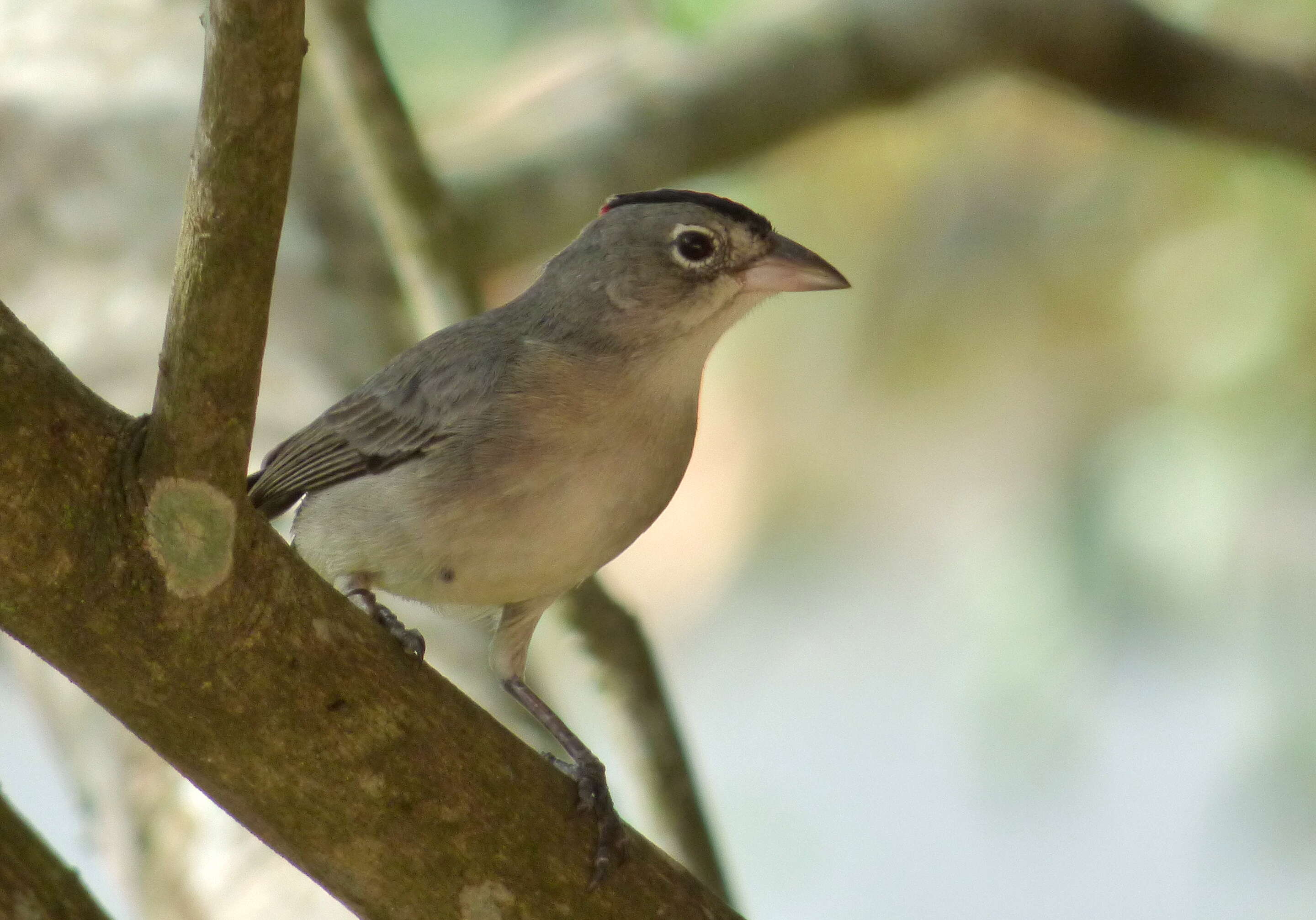 Image of Grey Pileated Finch