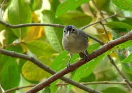 Image of Grey Pileated Finch