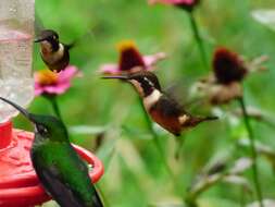 Image of Purple-throated Woodstar