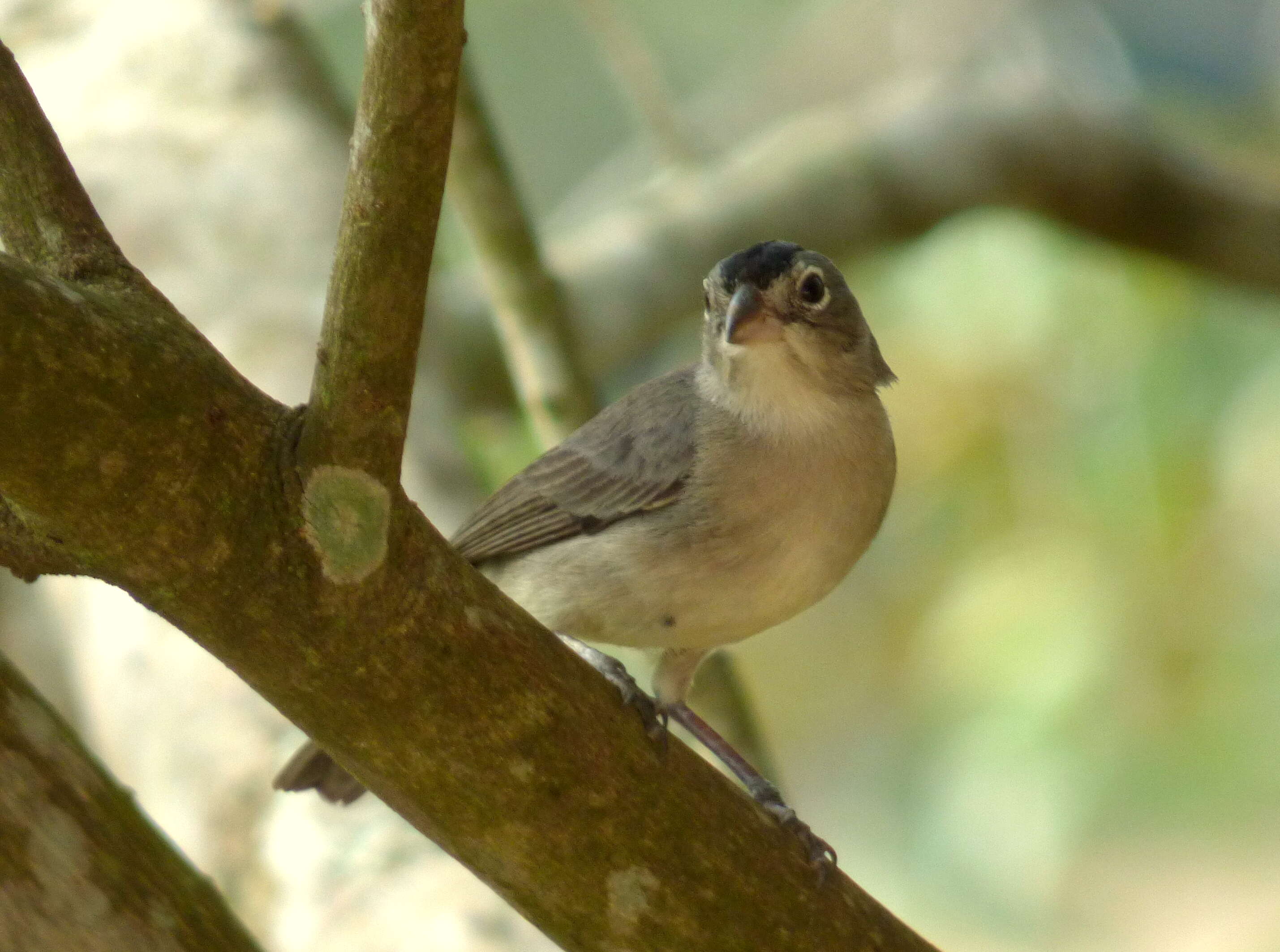 Image of Grey Pileated Finch