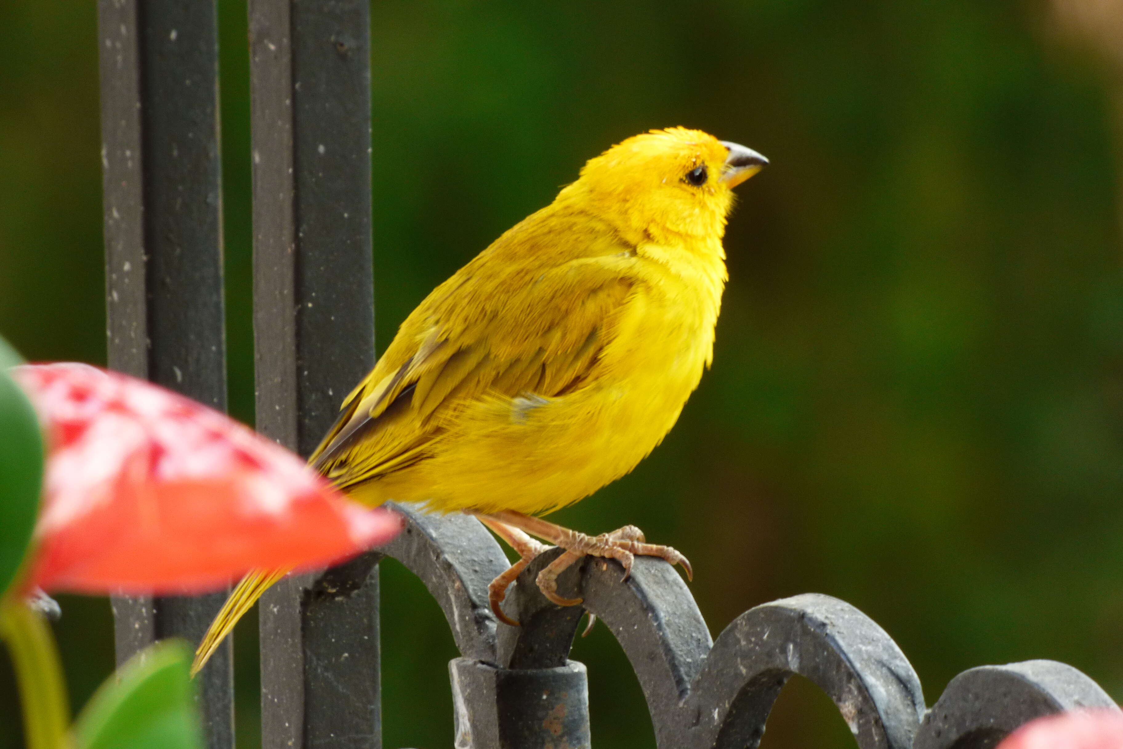 Image of Saffron Finch