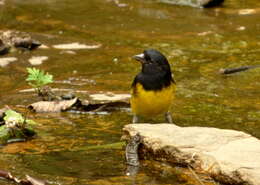 Image of Yellow-bellied Siskin